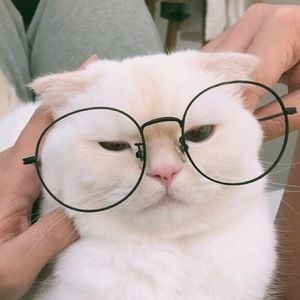 Meet your Posher, Sophia